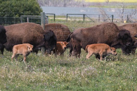 World's First In-Vitro Bison Calves Born In Saskatchewan
