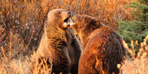 a pair of Grizzly siblings fight near Jasper National park, Alberta