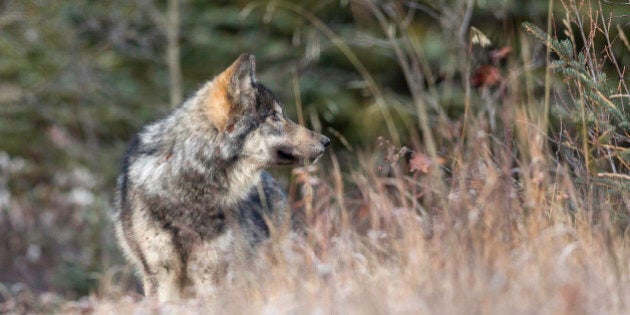 A wild wolf pup stands in a meadow in Banff National Park.