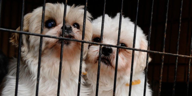 TORONTO, ON - FEBRUARY 2: 2 shih tzu s that were rescued from a puppy mill cuddle in their cage as the truck arrives at HS on February 2nd 2013.....Twenty puppies,including two who were found abandoned in a snowbank last night arrived in Toronto Humane Society on River st today from Montreal where they are being saved from euthanization after a humane society supplier offered to pay the $800 bill to transport them...the puppies were put in their cages and given those who didnt have them were given their shots to prepare them for adoption to a good and loving home.....COLIN MCCONNELL TORONTO STAR) (Colin McConnell/Toronto Star via Getty Images)