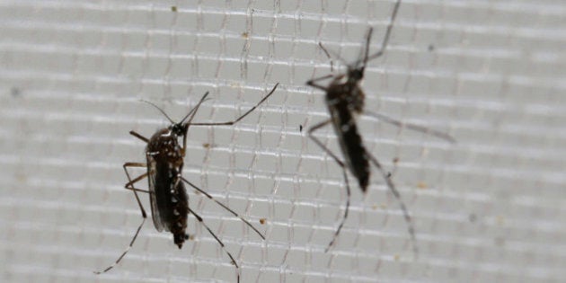 Aedes aegypti mosquitoes to be tested for various diseases perch inside a container at the Gorgas Memorial Laboratory in Panama City, Thursday, Feb. 4, 2016. Panamanian authorities announced on Monday that 50 cases of the Zika virus infection have been detected in Panama's sparsely populated Guna Yala indigenous area along the Caribbean coast. The Aedes aegypti mosquito is vector for the spread of the Zika virus. (AP Photo/Arnulfo Franco)