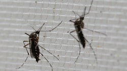 3 Ways Canada Can Help Stem The Spread Of The Zika