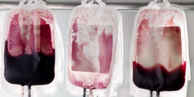 Donor blood in blood bags being separated into its component parts