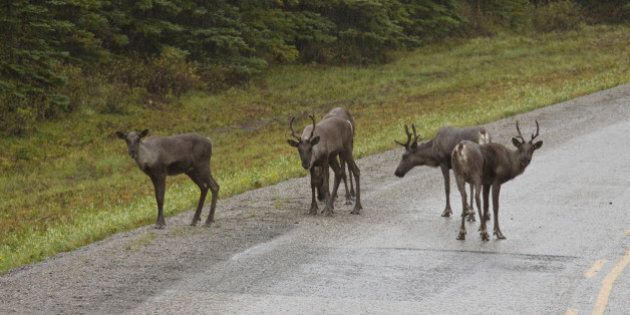 Group of Woodland Caribou along the Alaska Highway, northern British Columbia, Canada