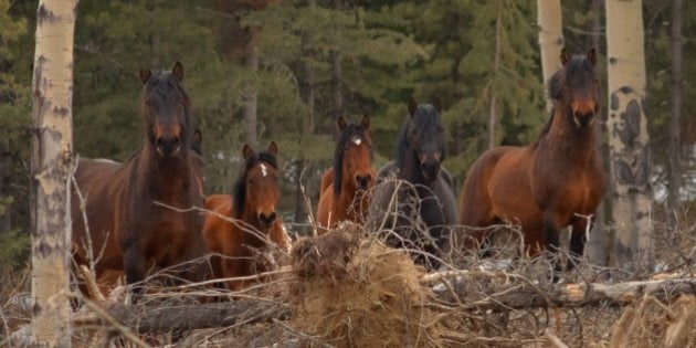 [UNVERIFIED CONTENT] These wild horses are a smaller herd that roam the Ghost Forest of Alberta along the eastern slopes of the Rocky Mountains. The dominate stallion that protects the herd is on the far left. Ghost Forest, Alberta, Canada