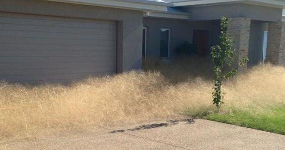 Hairy Panic Tumbleweed Takes Over Australian City Huffpost News