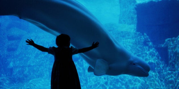 BELUGA WHALE AND GIRL IN VANCOUVER AQUARIUM