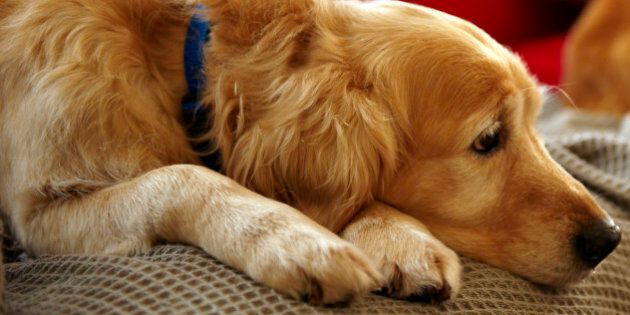 Golden retriever dog with ginger tabby cat resting on sofa (focus on foreground)