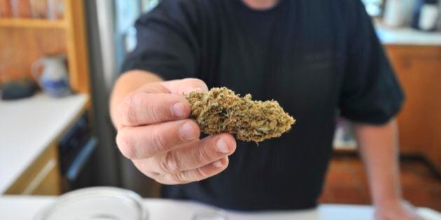 On Wednesday, Sept. 18, 2013, Frank, a marijuana caregiver who does not want to reveal his last name, holds up marijuana buds from plants he has grown for use as medical marijuana for legally approved patients. (Photo by Gordon Chibroski/Portland Press Herald via Getty Images)