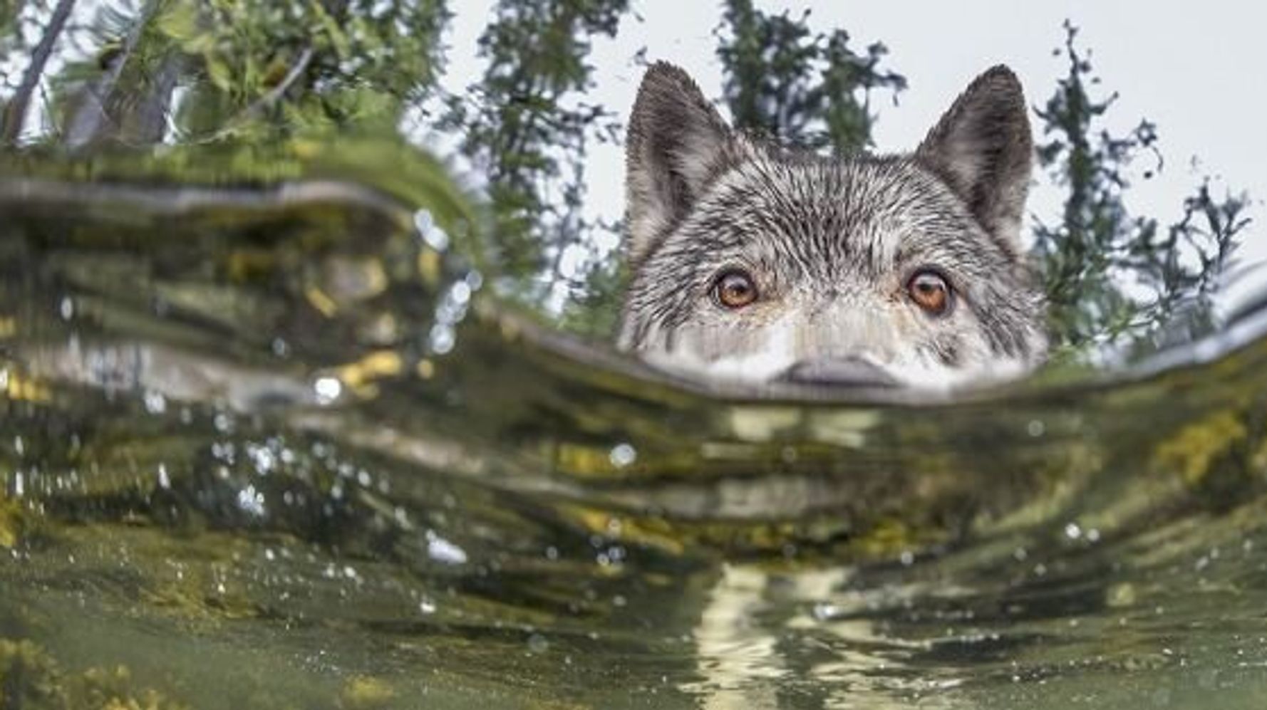 Sea Wolf Photo Shot In B.C. Earns National Geographic Award HuffPost