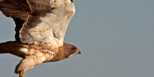 Swainson's Hawk taking flight in Saskatchewan