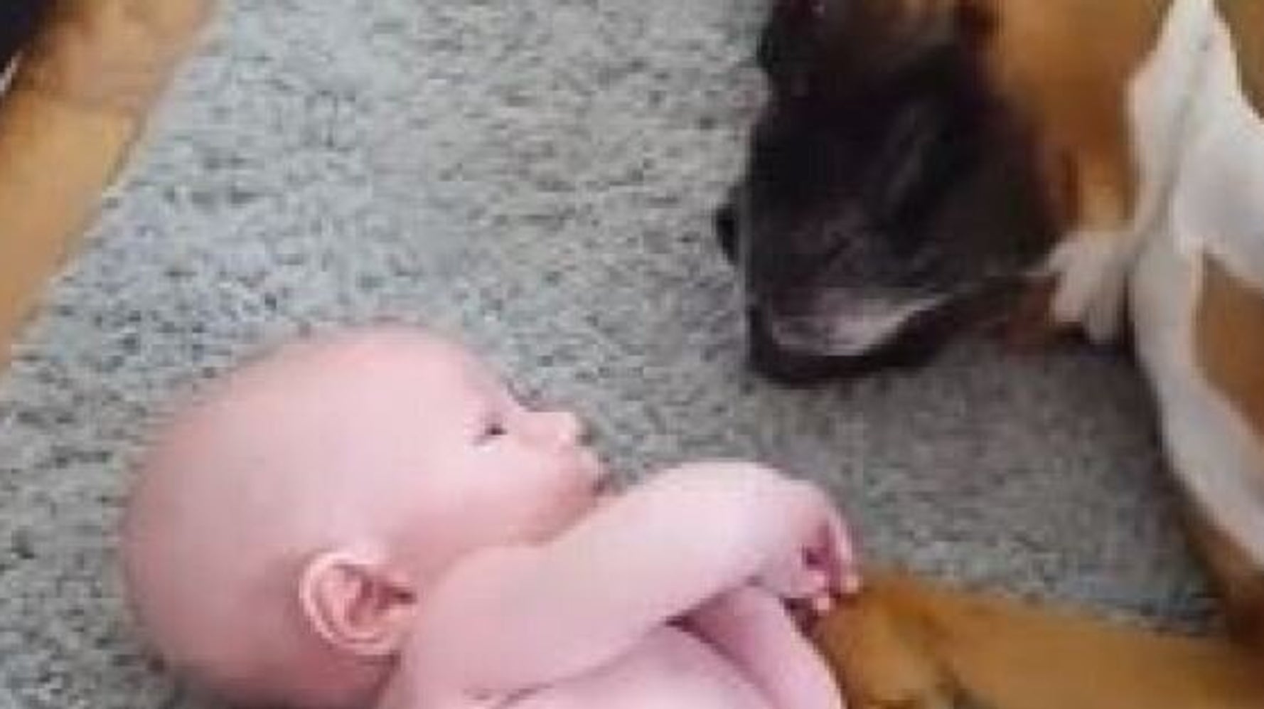 Boxer Dog Loves Baby Gets A Surprise Video Huffpost Canada Parents