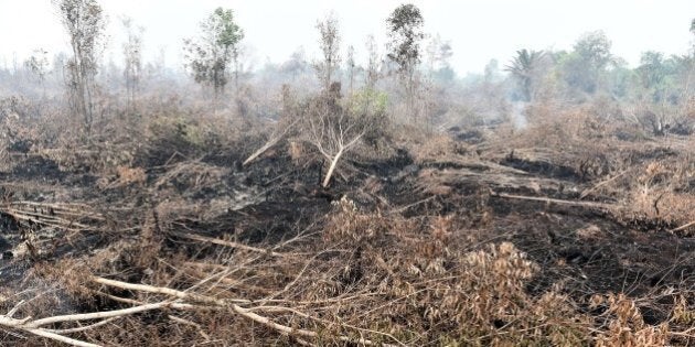 A general view shows fire damaged forest and peatlands, surrounding Palangkaraya city, in Central Kalimantan on October 30, 2015. Desperate civilians at the epicentre of Indonesia's haze crisis are taking the fight into their own hands, using whatever meagre resources they have to confront the fires ravaging their communities as they tire of waiting for the government to take action. AFP PHOTO / Bay ISMOYO (Photo credit should read BAY ISMOYO/AFP/Getty Images)