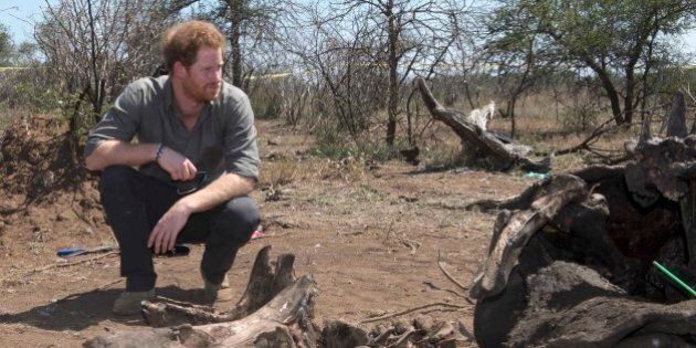 KEMPIANA, SOUTH AFRICA - DECEMBER 02: Prince Harry is shown the carcass of a rhino slaughtered for its horn in Kruger National Park, during an official visit to Africa on December 2, 2015 in Kempiana, South Africa. (Photo by Samir Hussein/Pool/WireImage)