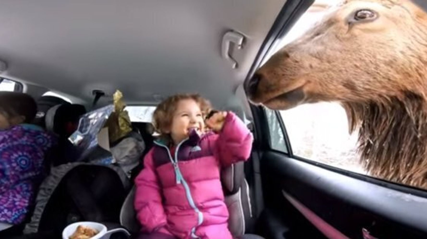 Girl Feeds Bull Elk In Parc Omega Que. This Is Canada At Its