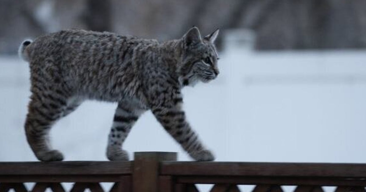 Calgary Bobcats Take Over Family's Backyard For Playtime | HuffPost Alberta