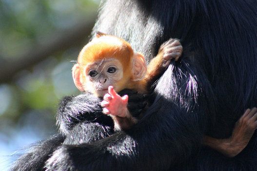 Orange-Headed 'Rally' Monkey Born at SF Zoo