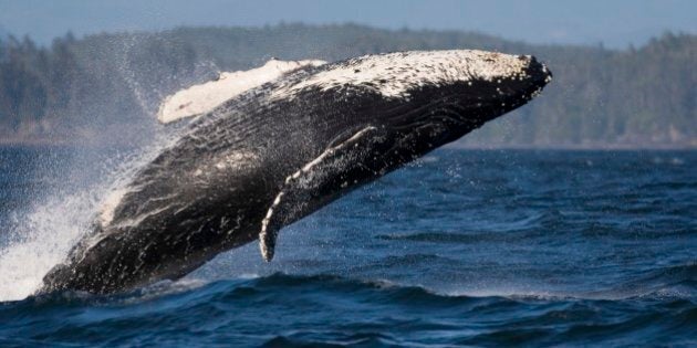 The Humpback Whale (Megaptera novaeangliae) is a mammal which belongs to the baleen whale suborder. It is a large whale: an adult usually ranges between 12 and 16 m (40 and 50 ft) long and weighs approximately 36,000 kilograms (79,000 pounds), or 36 tonnes (40 tons). It is well known for its breaching (leaping out of the water