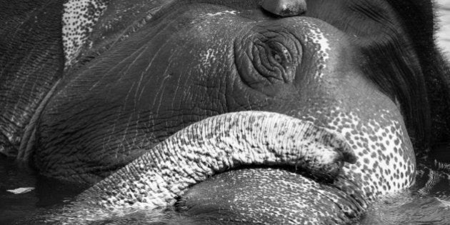 Elephant washing on southern banks of the periyar river at Kodanad training center