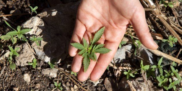 young plant of marijuana
