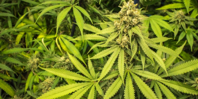 Filed of inside marijuana plants with leaves and bud on top