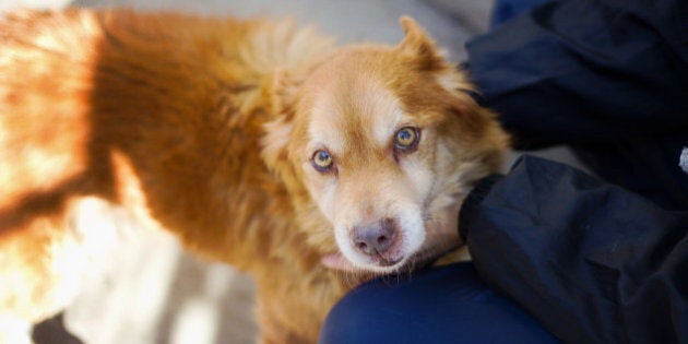 Dog with muzzle in owner's hands looks at camera