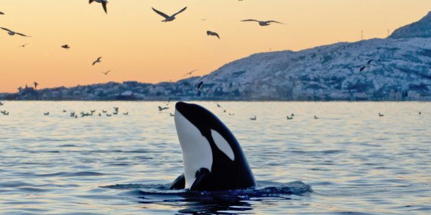 Big Orca Sunset Spyhop