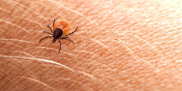 tick on human skin. Ixodes ricinus, the castor bean tick, is a chiefly European species of hard-bodied tick.