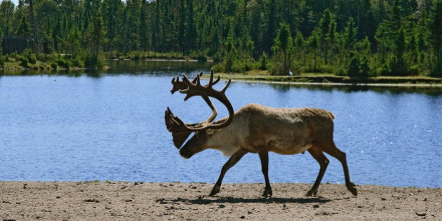 Woodland caribou