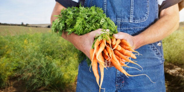 Farmer holding carrots