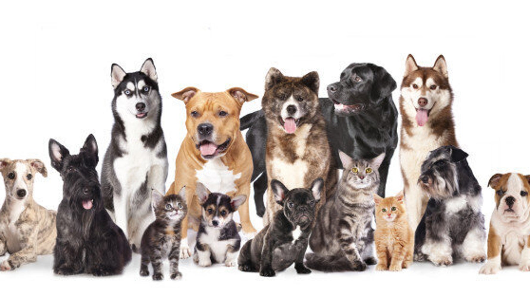 What Breed Is Right For You? Finding The Right Pet For Your Life