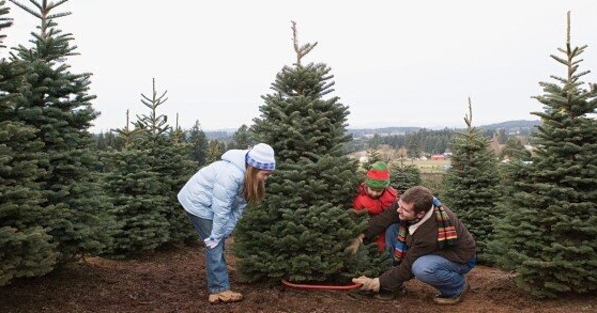 Save The Environment, Chop Down A Real Christmas Tree HuffPost Life
