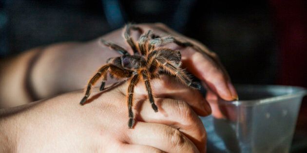 CHANGCHUN, CHINA - NOVEMBER 18: (CHINA OUT) A spider climbs on Tian Jiashi's hands on November 18, 2015 in Changchun, Jilin Province of China. 33-year-old dancing teacher Tian Jiashi has been fascinated and fed scorpions, vipers, centipedes, lizards and spiders at home for seven years in Changchun. Tian sometimes performed swallowing these poisonous creatures onstage even being bit for hundreds of times. (Photo by ChinaFotoPress/ChinaFotoPress via Getty Images)