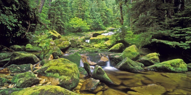 Creek in northern temperate rainforest, Princess Royal Island, British Columbia, Canada