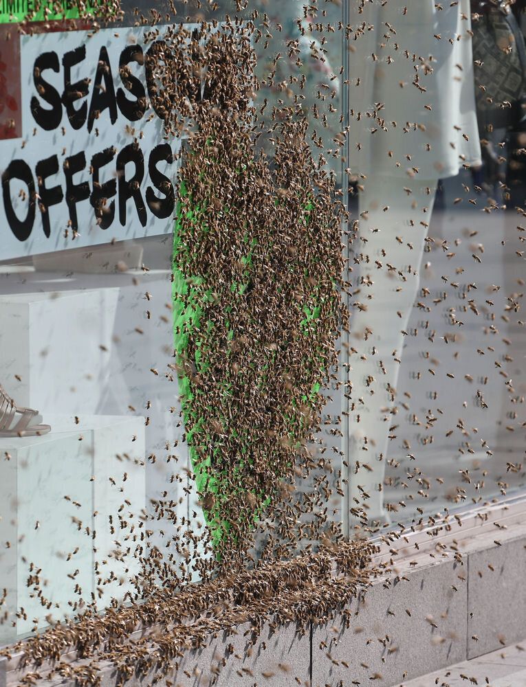 Bees in Victoria Street