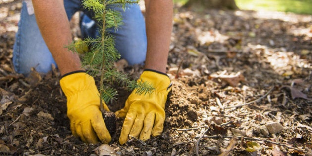 Man planting evergreen tree