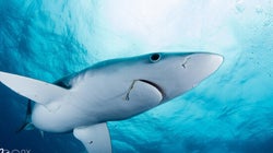5 Things To Remember When Swimming With