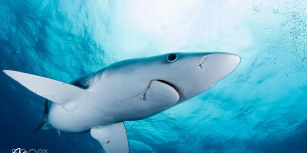 This blue shark had definitively met some humans before.