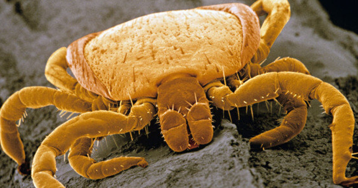 Lyme Disease Treatments To Prevent LongTerm Symptoms HuffPost Life