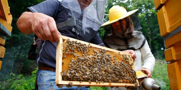 A beekeeping expert shows a beehive honeycomb frame at the Apiarian Research Centre in Godollo, 25 km east of the Hungarian capital Budapest, on June 5, 2013. Picture taken July 5, 2013. REUTERS/Laszlo Balogh (HUNGARY - Tags: ENVIRONMENT ANIMALS)