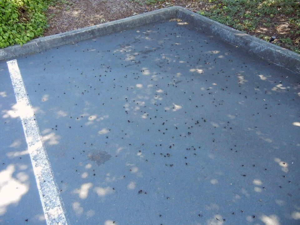 25K Bees Found Dead In Target Parking Lot