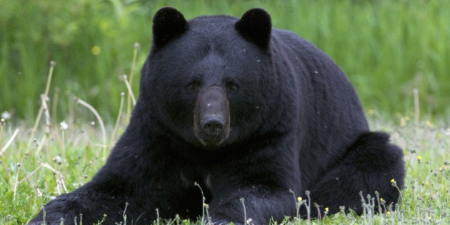 Wild, male American black bear (Ursus americanus) laying down or resting in summer grasses. Near Lake Superior, Ontario, Canada