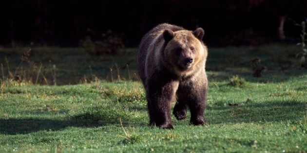 UNITED STATES - MARCH 03: Grizzly bear (Ursus arctos horribilis), Ursidae, Glacier National Park, Montana, United States of America. (Photo by DeAgostini/Getty Images)