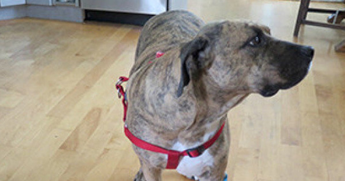 Brutal Attack On Family Dog Leads To Charges Against B.C. Couple ...