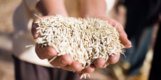 Close-up of Man Holding Wheat, High Atlas Mountains, Morocco