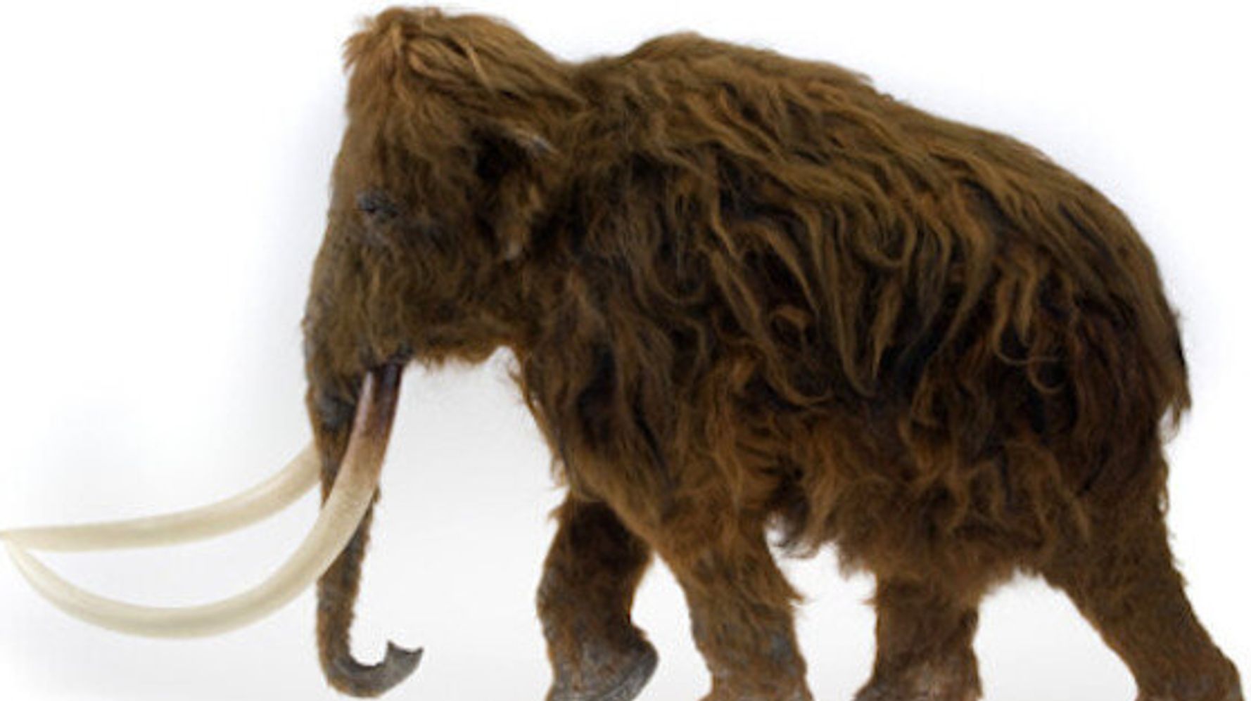 Large Animal Extinction During Ice Age Was Caused By Humans, Not ...