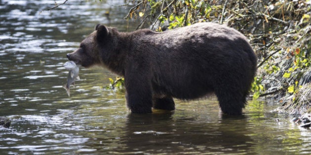 Grizzly catching salmon Glendale Cove British Columbia Canada