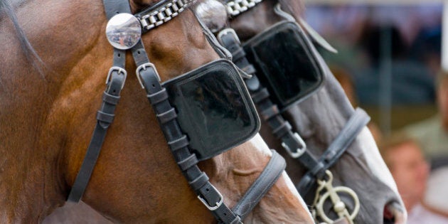 Blinkered horses, Ravensburg, Baden-Wurttemberg, Germany