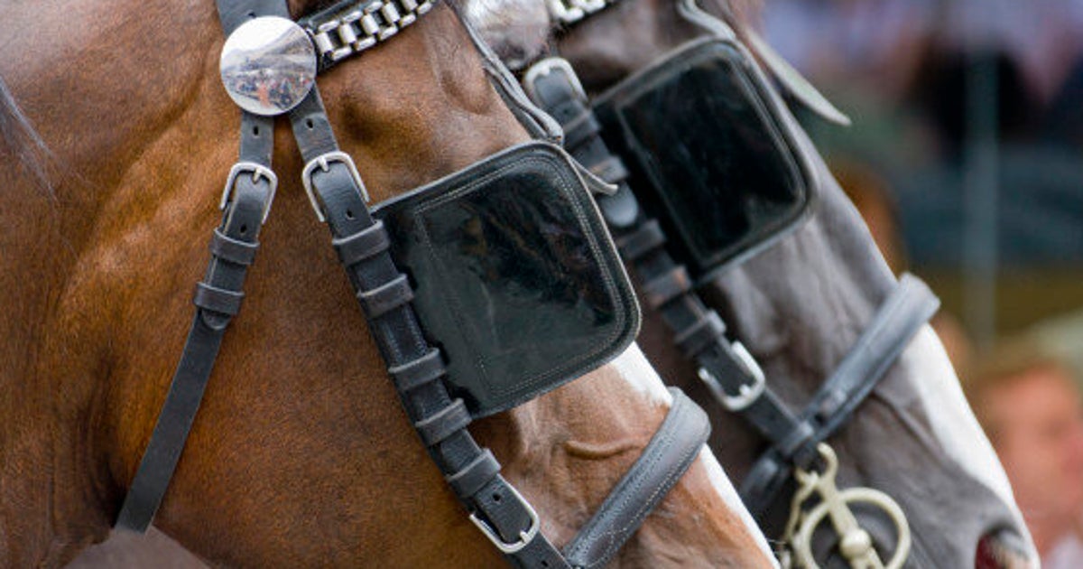 You Must Remove Your Blinders To Innovate For The Future Huffpost Canada You Must Remove Your Blinders To Innovate For The Future Huffpost Canada