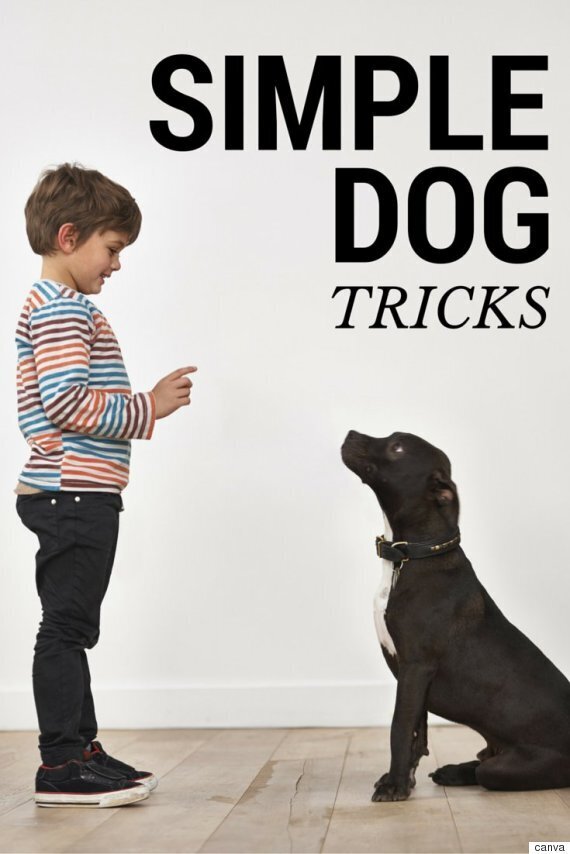 Simple Dog Tricks You'll Want To Teach Your Dog | HuffPost Life